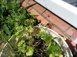 kama_2013-07-18 12.24.45.jpg
