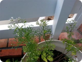 kama_2013-07-21 08.46.26.jpg