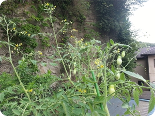 kama_2013-08-23 09.16.37.jpg