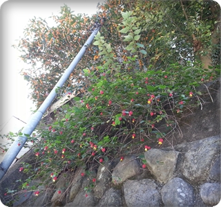 kama_2013-10-08 10.25.58.jpg