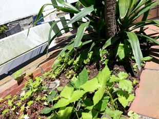 kama_2014-05-18 12.14.58.jpg