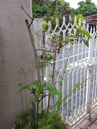 kama_2014-05-22 15.04.54.jpg