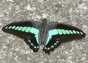 kama_2014-06-13.jpg