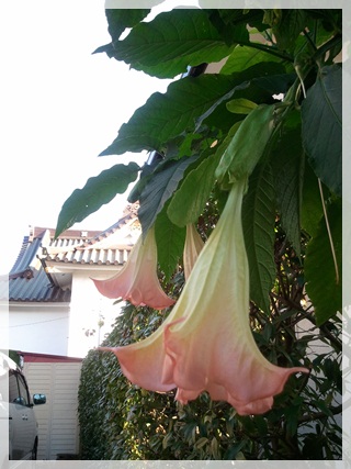 kamakura_2012-10-27 15.00.55.jpg