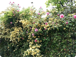 kamakura_2013-04-22 15.34.35.jpg