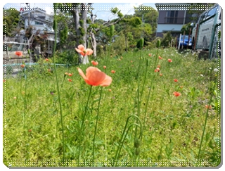 kamakura_2013-04-26 10.56.12.jpg